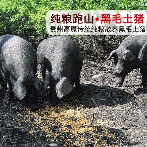 预售15天新鲜土猪肉现杀黑毛土猪里脊肉农家跑山猪五花肉猪肋排骨-图2