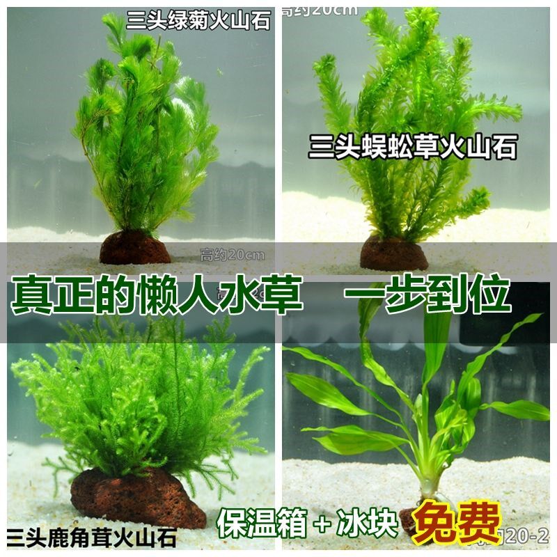 活体观赏鱼水草鱼缸水族箱造景装饰绿菊金鱼藻造景新手懒人真水草