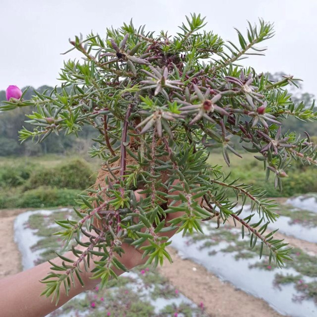 进口重瓣太阳花老桩牡丹玫红王枝条带花苞宿根盆栽绿植花卉室内外 - 图2