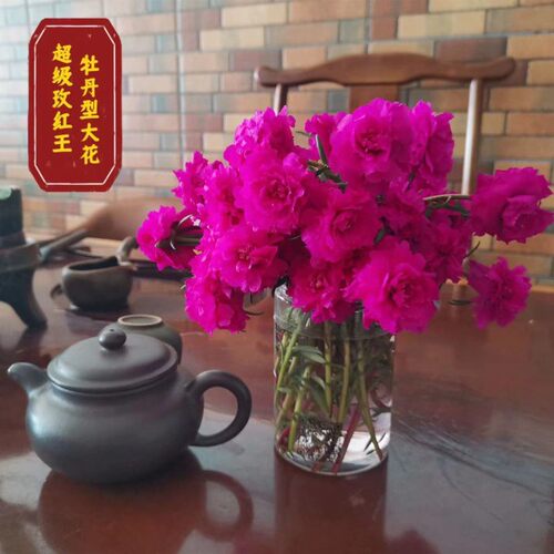 进口重瓣太阳花老桩牡丹玫红王枝条带花苞宿根盆栽绿植花卉室内外 - 图0