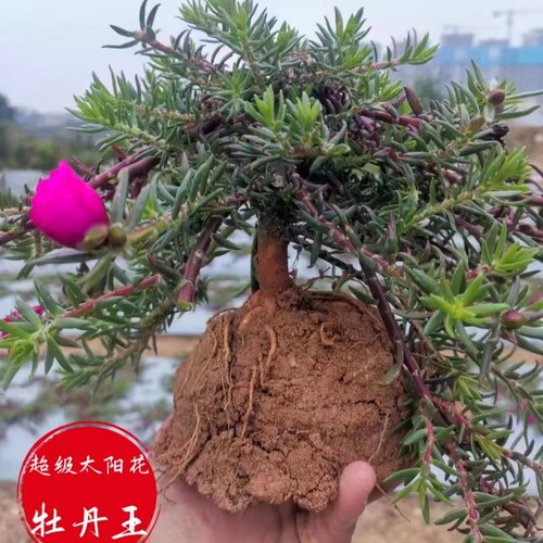 进口重瓣太阳花老桩牡丹玫红王枝条带花苞宿根盆栽绿植花卉室内外 - 图3