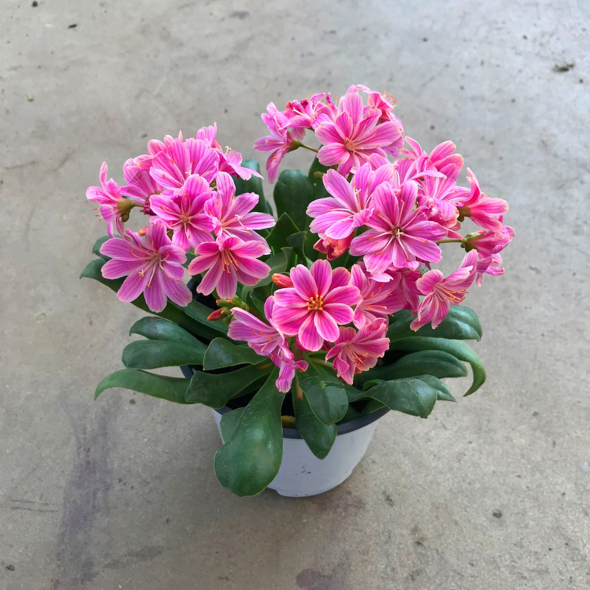 露薇花盆栽带花发货琉苇草盆栽阳台客厅四季开花植物好养包邮