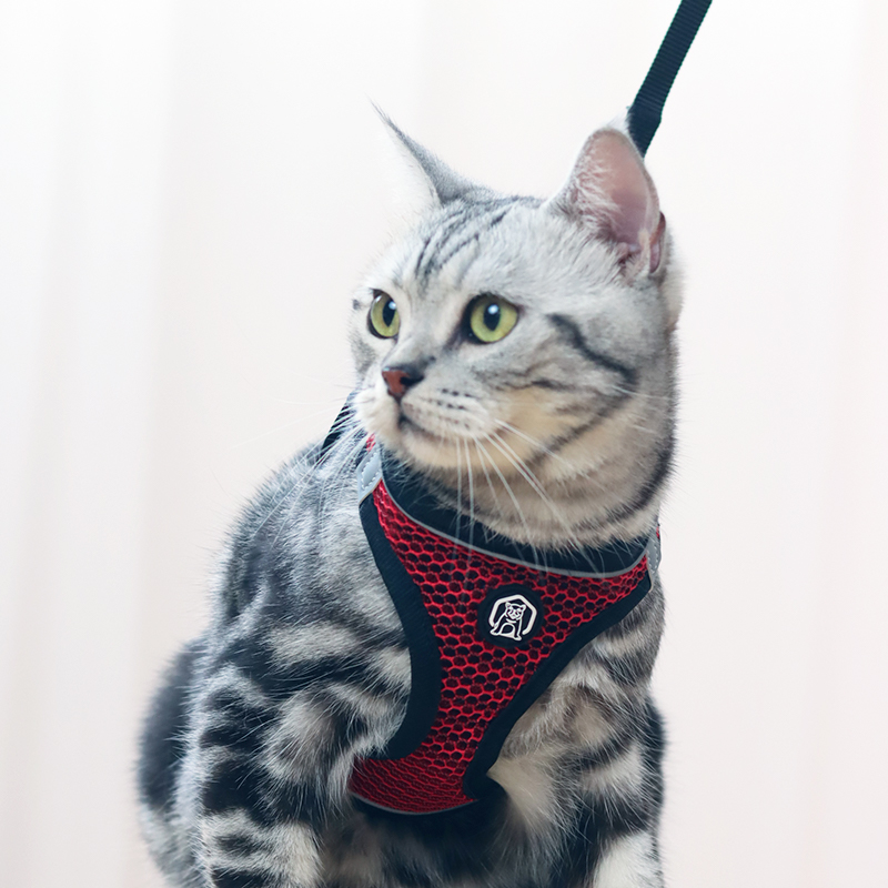 猫牵引绳防挣脱小狗背带防逃猫咪胸背遛猫绳背心式小猫衣服带猫绳