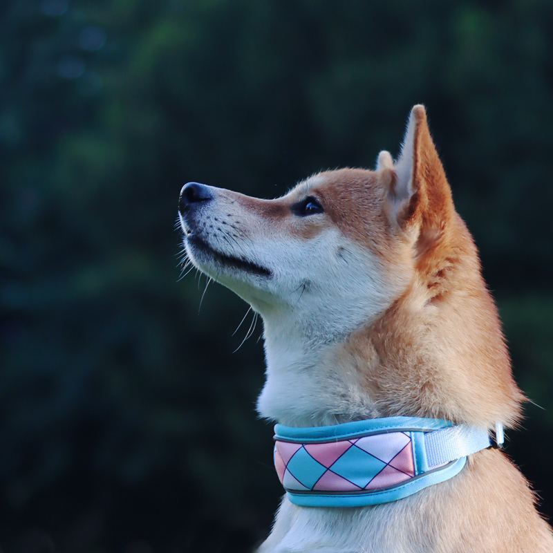 狗脖圈中大型犬防勒柴犬柯基狗狗项圈拉布拉多脖套金毛防爆冲颈圈