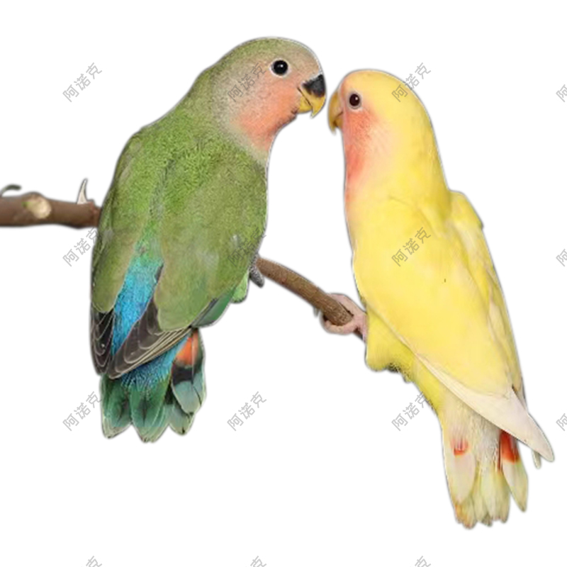 手养牡丹鹦鹉活鸟活物手养黄桃绿桃小鸟会学说话的可繁殖宠物鸟-图3