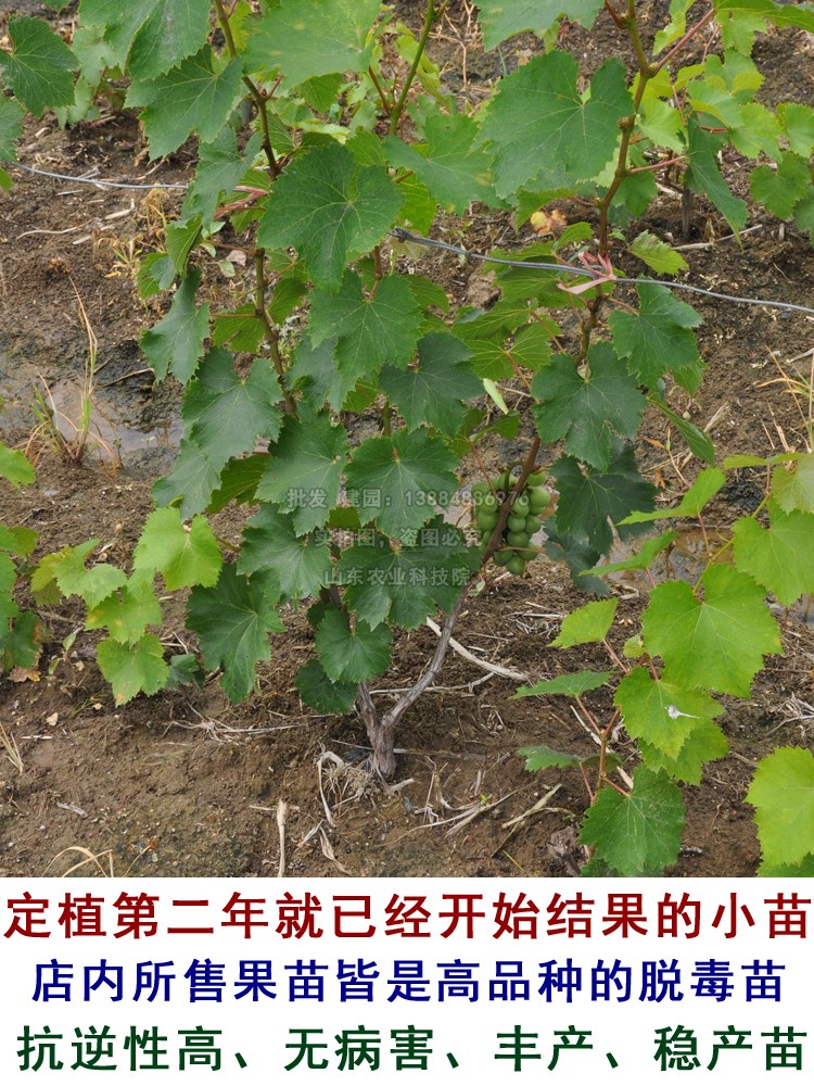 阳光玫瑰葡萄树苖无籽青提葡萄苗爬藤北南方种植当年结果果树果苗 - 图1