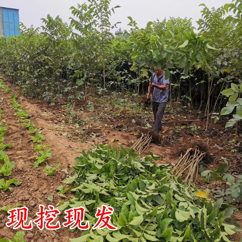 碧根果树苗核桃树苗美国薄皮山核桃树苗南北方种植盆栽地栽果树苗 - 图2