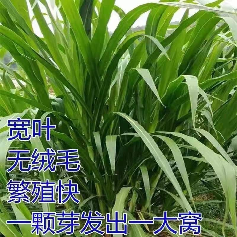 高产耐寒甜象草3号牧草种子多年生四季常青高产养猪牛羊鱼像草籽-图2