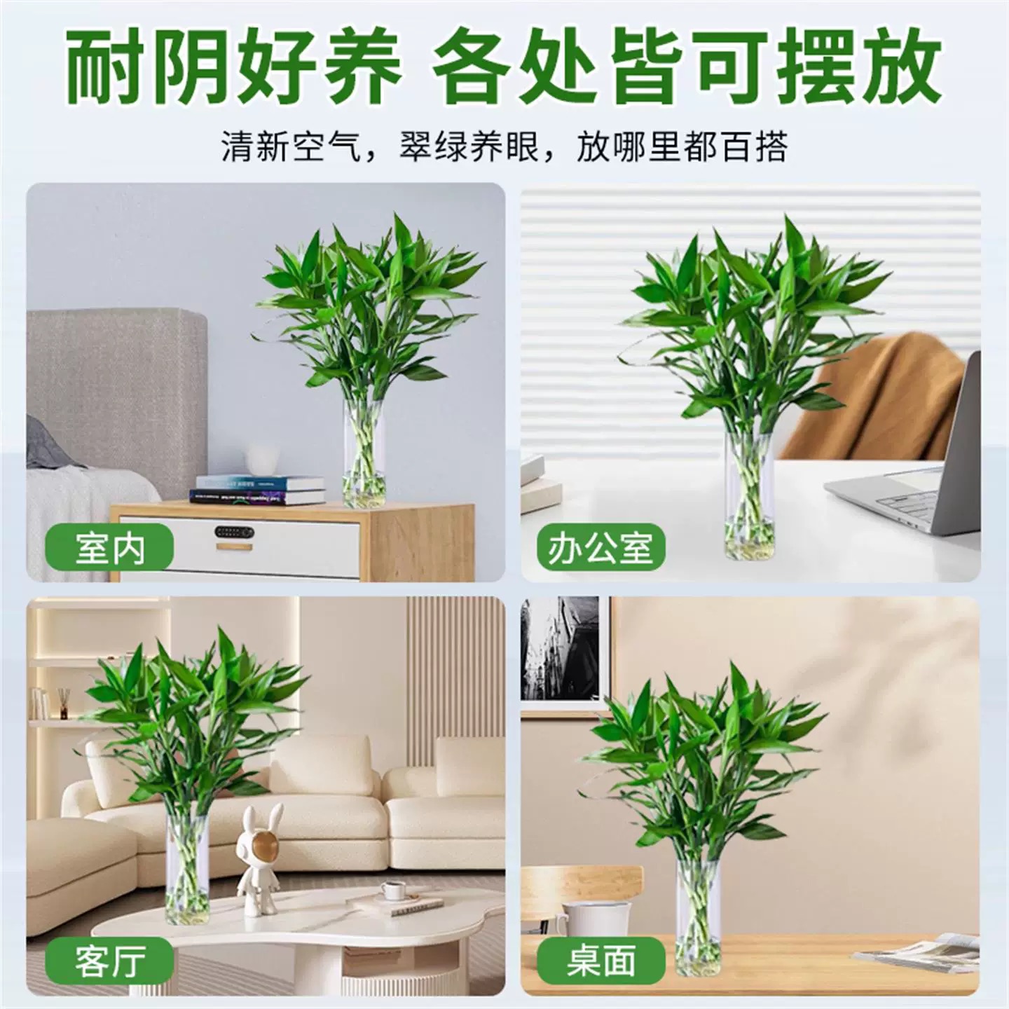 带根富贵竹水培植物客厅办公室内花卉绿植盆栽水竹子观音竹文昌竹 - 图1