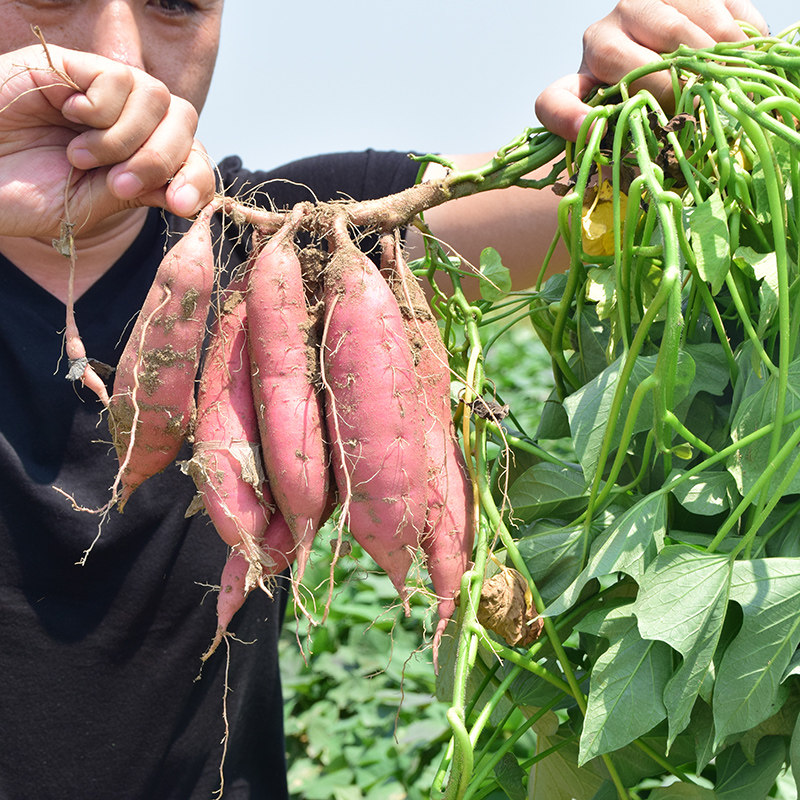 【老李-保真】唐山蜜薯糖心新鲜地瓜 栗客行动番薯