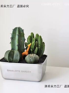 夏洛特花园 仙人掌盆栽 办公室桌面多肉植物 室内创意绿植花卉