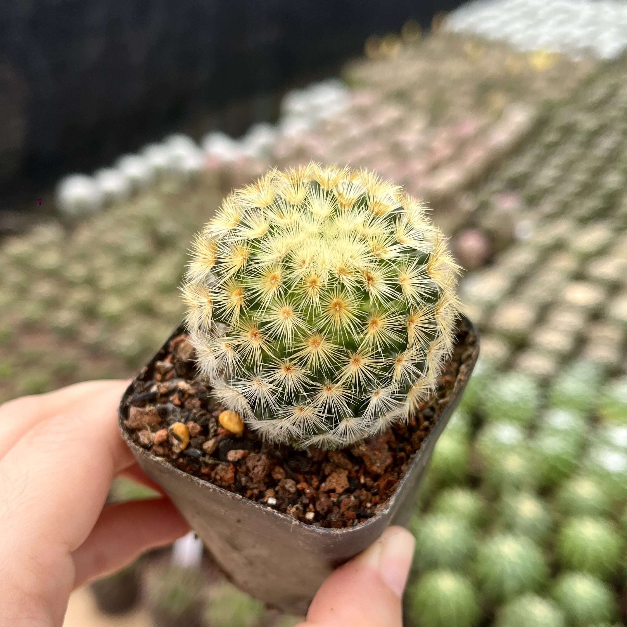 嘉文丸仙人球一物一拍多头实生仙人掌开花好养乳突球属阳台小盆栽,淘宝优惠券,粉丝福利购,淘宝优惠卷