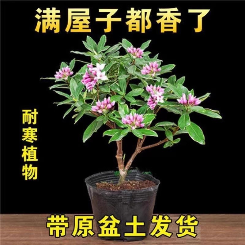 金边瑞香盆栽浓香型带花苞植物室内花卉老桩适合秋冬养耐寒年宵花