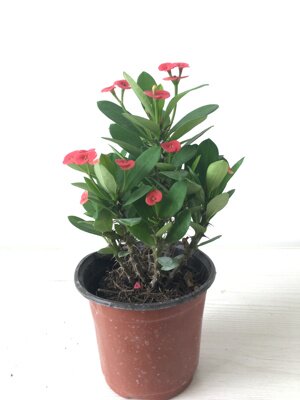 乐淘海棠花盆栽花卉观花植物室内花开花的花绿植铁海棠虎刺梅 虎窝淘