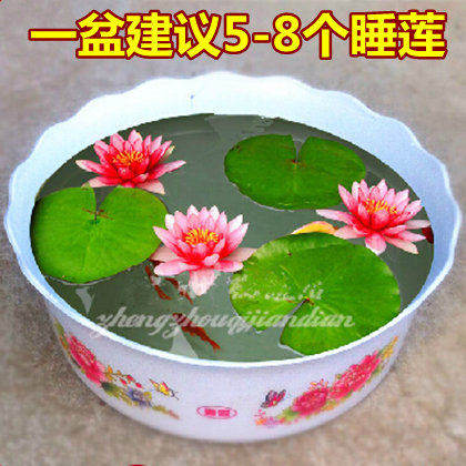 Good To Feed 6 Mini Water Lily Hydroponic Plants Easy To Plant Lotus Flower Potted Rhizomes Aquatic Flowers With Buds In All Seasons