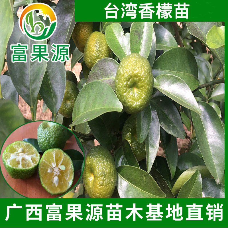 香檬,(第8页)_大山谷图库