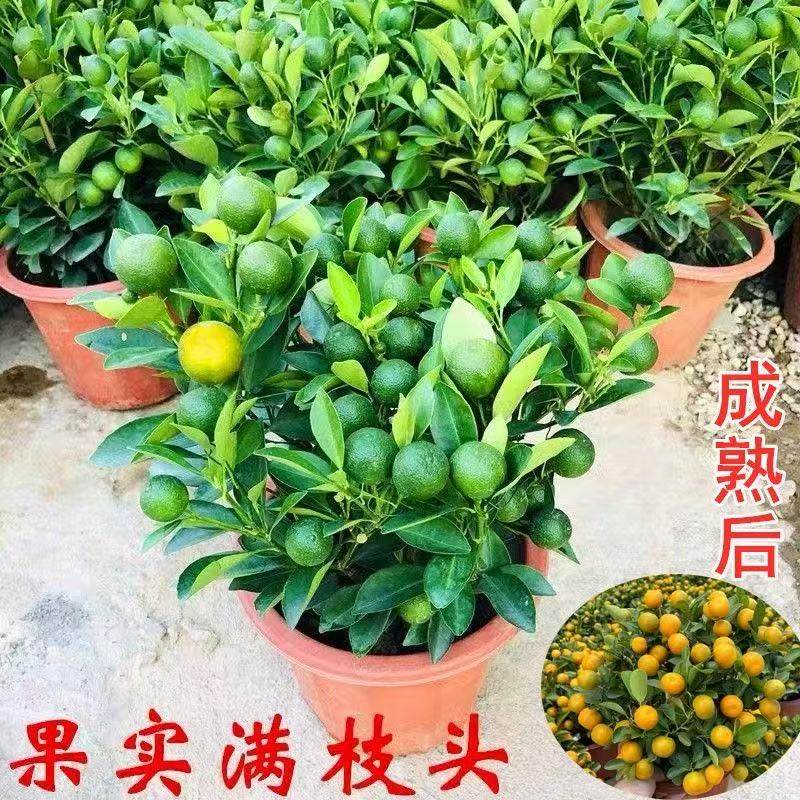 金桔树盆栽带果四季橘子桔子可食用植物客厅室内大型绿植年宵花,淘宝优惠券,粉丝福利购,淘宝优惠卷