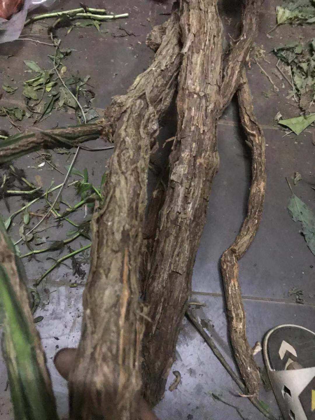 新鲜现采 六方藤 松筋藤 新鲜500G,淘宝优惠券,粉丝福利购,淘宝优惠卷