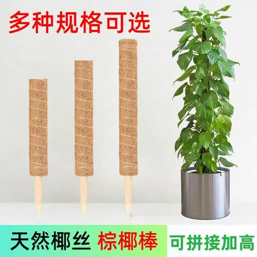 龟背竹支撑杆绿箩攀爬柱椰棕棒绿萝固定植物爬藤棕榈柱防倒花支架 - 图2