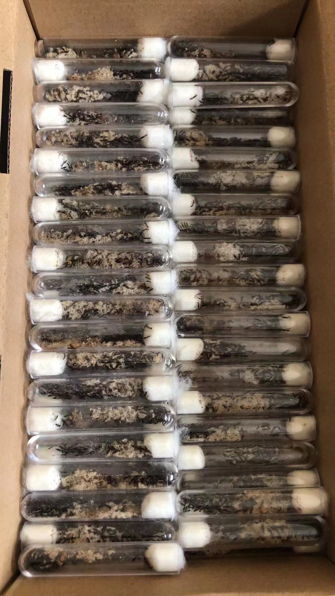 管氏肿腿蜂天敌昆虫寄生蜂防治多种蛀干类天牛吉丁虫果树林业害虫,淘宝优惠券,粉丝福利购,淘宝优惠卷