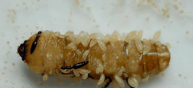 管氏肿腿蜂天敌昆虫寄生蜂防治多种蛀干类天牛吉丁虫果树林业害虫,淘宝优惠券,粉丝福利购,淘宝优惠卷