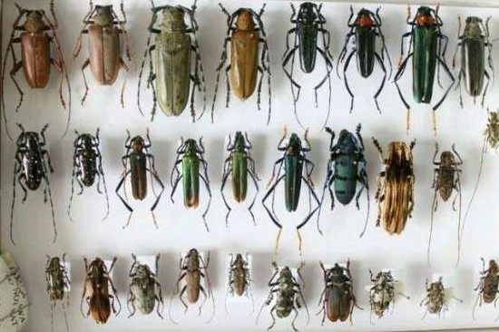 管氏肿腿蜂天敌昆虫寄生蜂防治多种蛀干类天牛吉丁虫果树林业害虫,淘宝优惠券,粉丝福利购,淘宝优惠卷