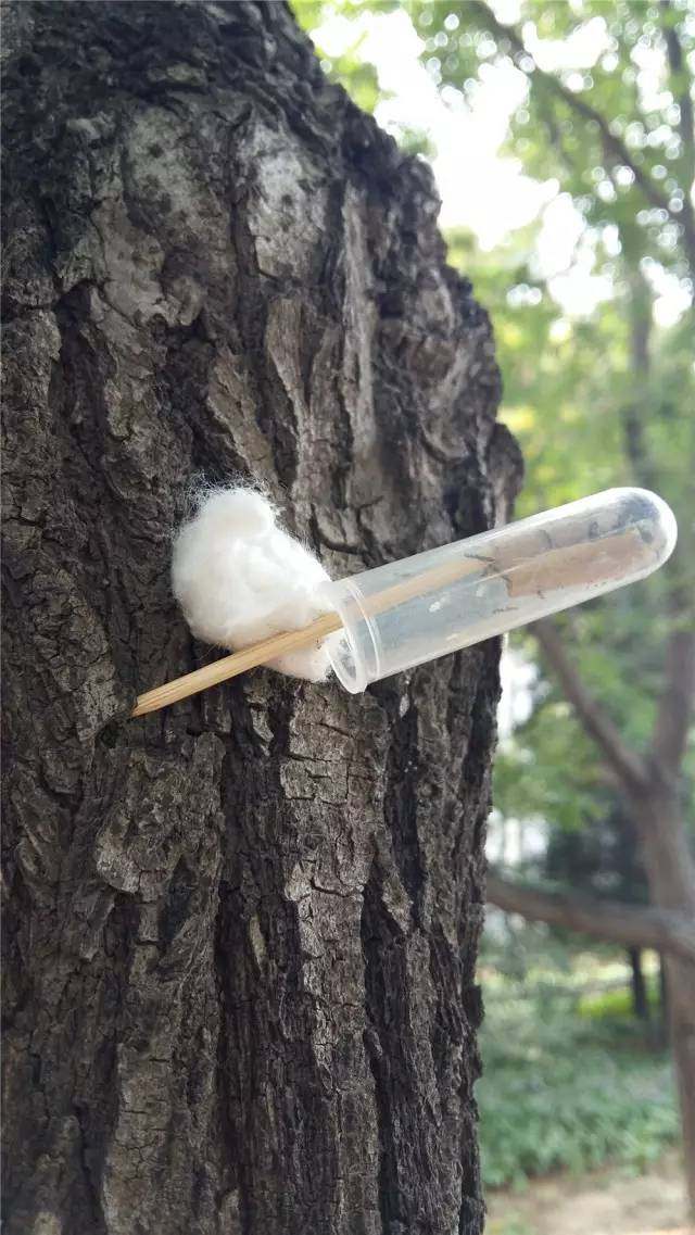 管氏肿腿蜂天敌昆虫寄生蜂防治多种蛀干类天牛吉丁虫果树林业害虫,淘宝优惠券,粉丝福利购,淘宝优惠卷