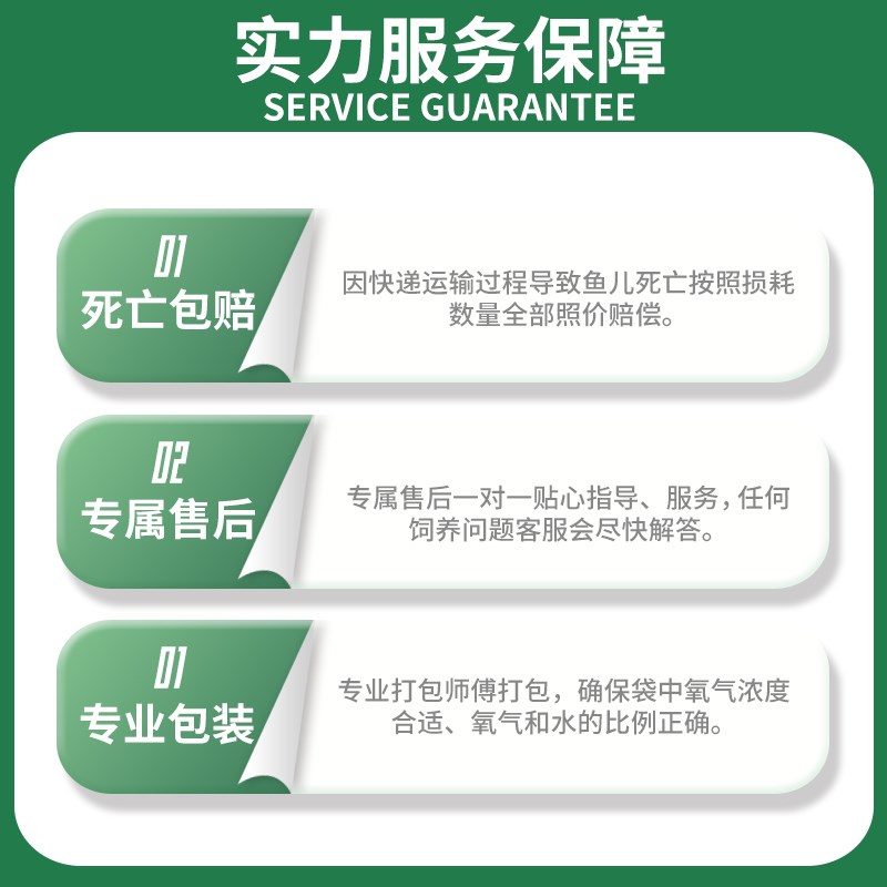 【精品高质】兰寿金鱼淡水锦鲤观赏鱼纯种国粹泰狮小金鱼活鱼好养-图1