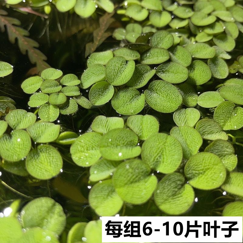 鱼缸净水槐叶萍浮萍水草圆心萍净化水质水培绿植庭院办公室鱼虾龟 - 图1