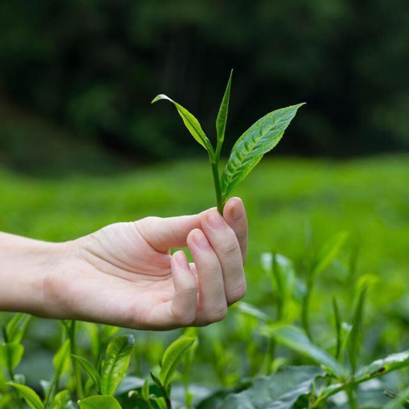 十堰龙王垭茶叶2023新茶龙峰1910竹溪毛尖茶200g清香耐泡口粮茶