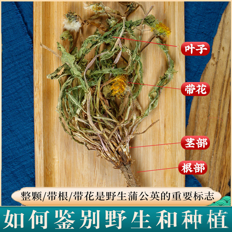 蒲公英浦公英晒干货蒲公英根茶新鲜官方不特级旗舰店非中药材野生