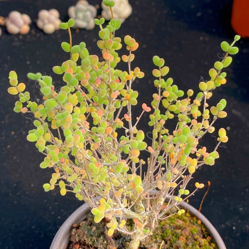 糖球金橘枝干番杏糖果多肉植物米粒钻石冰晶新手好养造型小老桩,淘宝优惠券,粉丝福利购,淘宝优惠卷