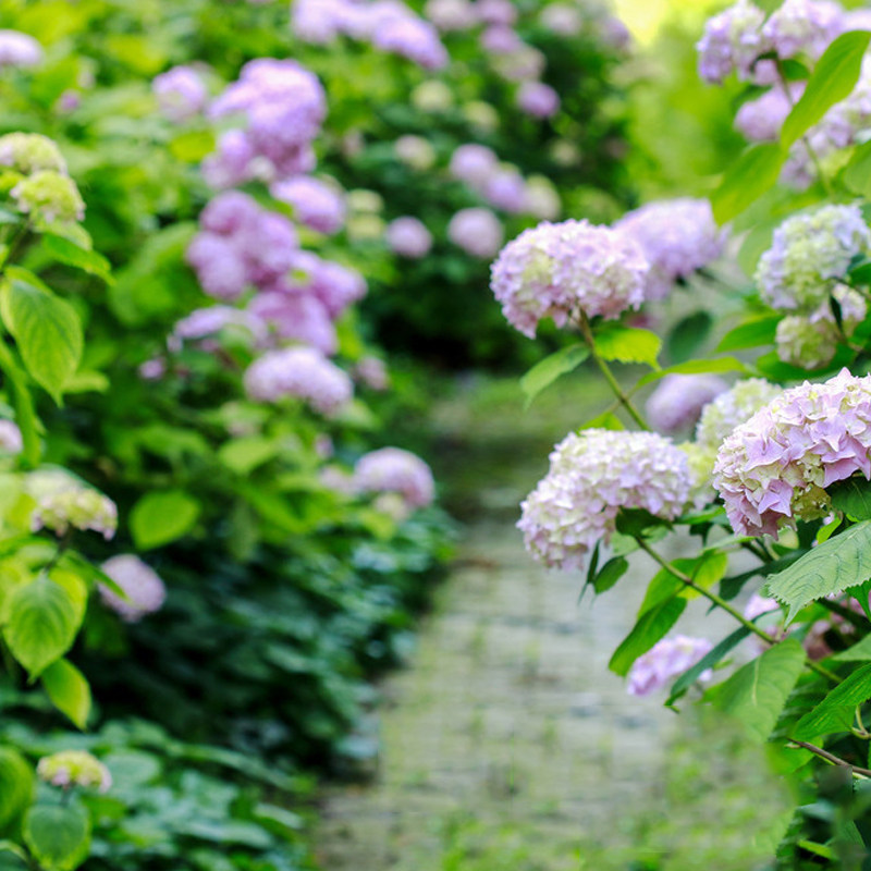 四季开花绣球花苗盆栽无尽夏八仙花 热品库 性价比省钱购