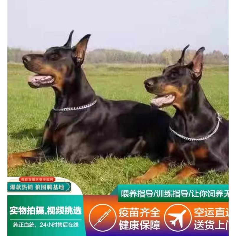 杜宾幼犬双血统美系杜宾纯种德系赛级护卫犬猎犬迷你杜宾犬宠物狗-图2