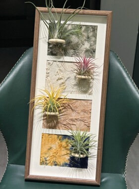 空气凤梨植物装饰画办公室客厅摆件现代简约个性画复古磁吸相框