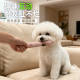The dog toy shakes its head and the little snake relieves boredom and makes sounds to cheer itself up