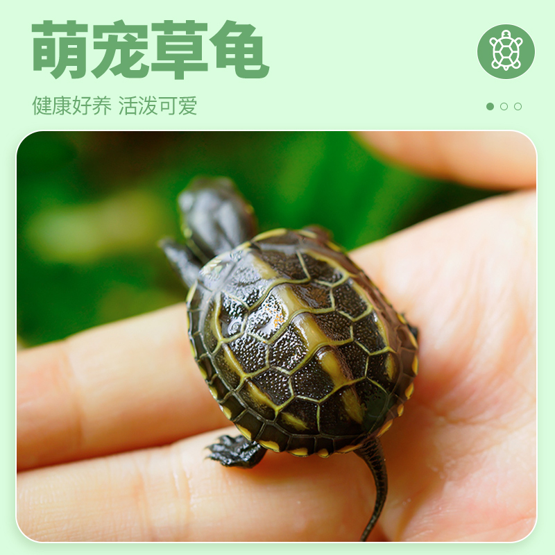 乌龟活物中华草龟幼龟儿童可以养的宠物适合家养的小乌龟活体龟苗 - 图0