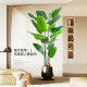 Light luxury simulated traveler banana floor-standing potted plant in the living room