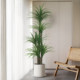 Simulated green plant Dracaena indoor living room TV cabinet