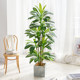 Nordic simulated green plants Brazilian wood potted plants floor-standing indoor