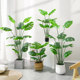 Love pomelo turtle back simulation green plant large size