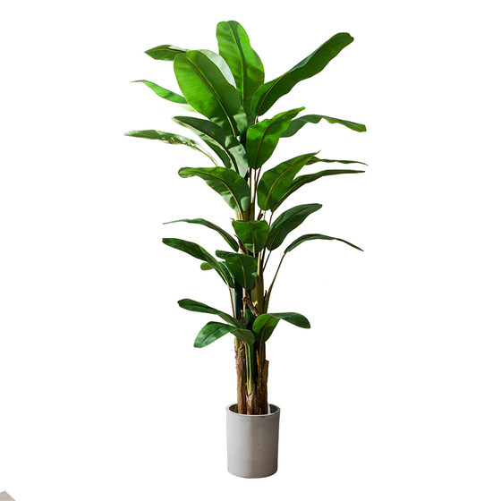 Nordic simulated green plants pomelo banana tree
