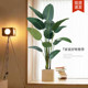 Quality selection of high-end light luxury simulated green plant traveler banana