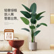 Quality selection of high-end light luxury simulated green plant traveler banana