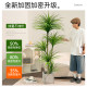 Dragon blood tree simulation green plant dragon beard tree dragon iron tree living room decoration indoor large fake plant potted floor-standing ornaments