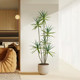 Love pomelo simulated dragon blood tree plant floor ornaments