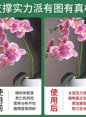 龟背竹番茄绣球西红爬藤花架防