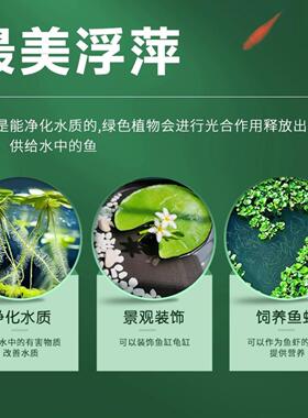 浮萍水草大全植物鱼缸造景水培