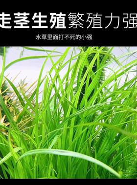 水兰水草组合套装大小+扭兰细叶