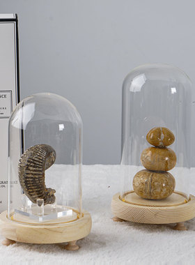 现代简约天然生物化石发光